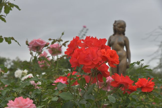 初夏に美しいバラの中野市一本木公園で秋のバラまつりを見た。前回も美しい姿を見せてくれたが、秋も色彩豊かに見事に咲いていた。天候は曇りから小雨だったが、赤色が特にくっきりとスポットに照らされたように鮮やかだった。祭りは来週17日までで苗木、切りバラの販売も行っている。