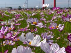 「小泉稲荷」のコスモス_2021_開花が進んで見頃になりました。（群馬県・伊勢崎市）