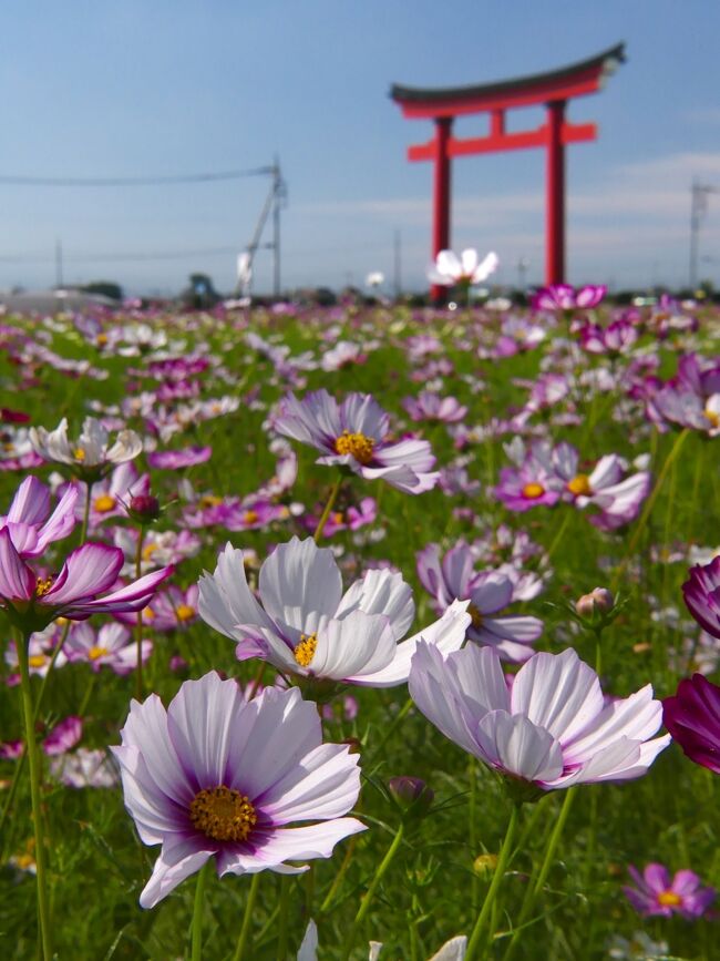 ちーちゃんさんの旅行記に触発され、青空に背中を押されて、伊勢崎市小泉町のコスモス畑に行ってきました。先週までの情報では”満開まではもう少し”の様でしたが、数日の間に咲き進んだようで、かなり咲き揃っていました。<br /><br />2021年10月17日（日）には「小泉コスモスまつり」が開催されます。