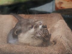 大誤算！よもや、よもやの下田海中水族館@車で行く、箱根下田旅