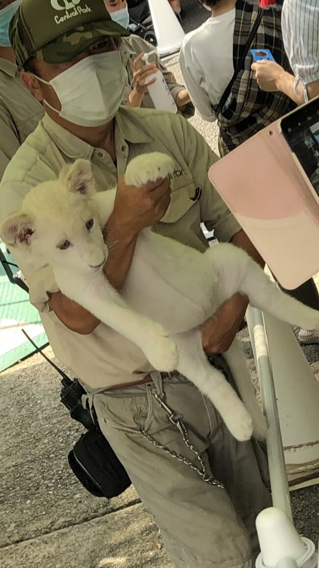 大興奮・・・<br />さわっちゃいましたホワイトライオンちゃんの肉球<br />まるで・・・ぬいぐるみまんま・・・そのもの!<br />前日のテレビニュースで、<br />姫路セントラルパークでホワイトライオンの肉球に<br />タッチ開催中!!!<br />の情報を得て、これは行かねば・・・・と<br />さっそく行動開始!<br /><br />その数日後、秋だぁ~秋と云えば・・・・・<br />丹波の焼きぐりが食べたいとの声が<br />宮殿でまきおこり、<br />焼き栗はと云えばいまが盛り、<br />のんき茂野と『E』じいさんに<br />特命がくだり丹波篠山にてポン栗なるものをゲット!<br /><br />平日と云うのに<br />密状態で並ばねばなりませなんだ。<br /><br />余談ながら暑い日でしたので昼はつめたいお蕎麦を<br />所望したところ約1時間待ちでございました。<br />