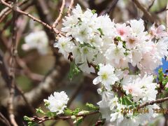 美しかった冬桜　その②