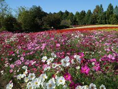 秋桜の備北丘陵公園と君田温泉・・・でした。　　