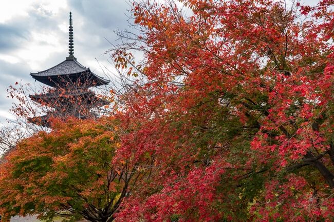 錦秋の京都 2020   東寺 金閣寺 嵐山