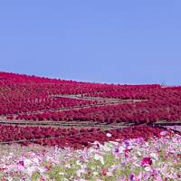 見頃だった、ひたち海浜公園のコキア