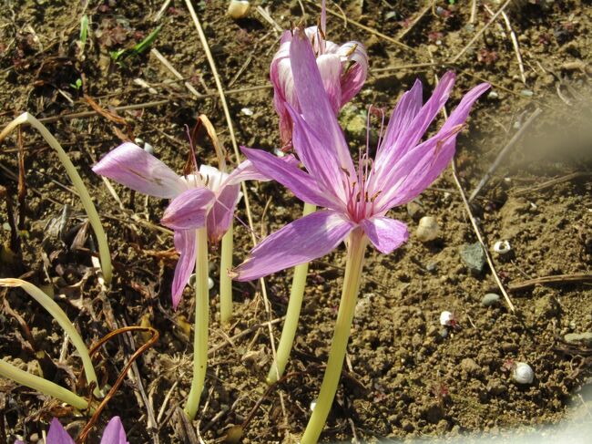 　コルチカム（イヌサフラン）は彼岸花のように花芽だけを地上に伸ばして花を咲かせる。また、その怪し気な花の色からも有毒であることが察しられる。<br />　コルチカム（イヌサフラン）はユリ目 ユリ科 イヌサフラン属の多年生の球根植物で、ヨーロッパ中南部～北アフリカが原産地である。<br />　近年はコルチカム（イヌサフラン）の花を見ていないので、島崎藤村の墓がある大磯・地福寺（https://4travel.jp/travelogue/11063022）で見て以来である。何と、早6年も経っている。　<br />　花はその時期その時期で咲くものであるから、時期が合わなければ見ないでしまっているのだ。<br />（表紙写真はコルチカム（イヌサフラン）の花）