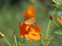 ふじみ野市西鶴ケ岡地区を散策しました①ビバホーム横の通りの花壇