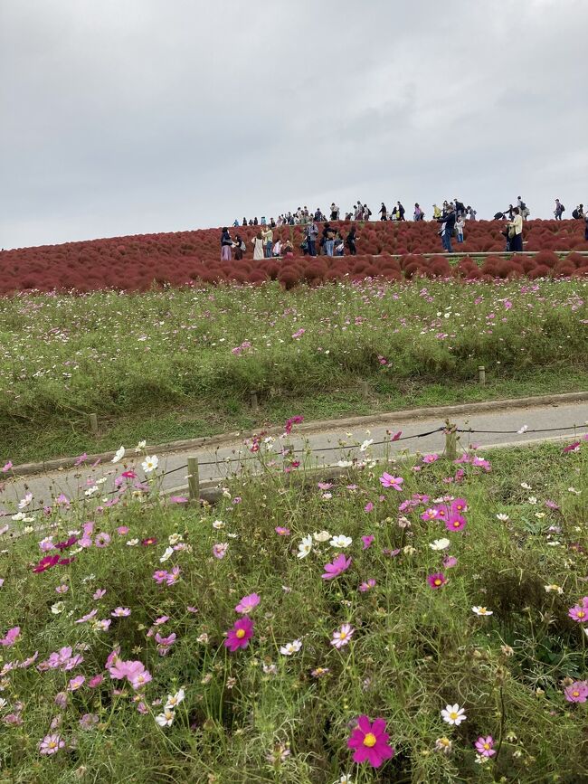 秋のコキアの時期の週末はかなり混雑するので、朝５時には起きて車で出掛けました。<br />途中少し渋滞しながらも無事に駐車場に到着。ひたちなかのインターを出たら、左のレーンに入り、信号を左折するとみはらしの丘に近い西駐車場に行けるようです。