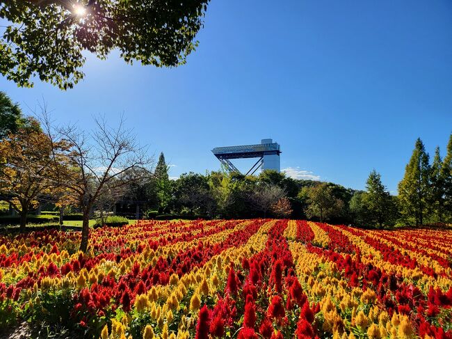 花好きの友達のお誘いでバラ祭りのぎふワールドローズガーデンへ出かけました。<br />ここは以前は花フェスタと言う名前でしたが、リニューアルに合わせて名前が変わりました。