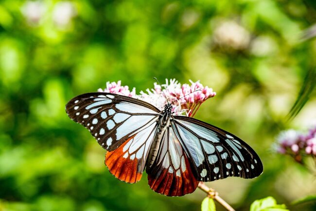 　別府湾を見下ろす日出町豊岡の法花寺に、アサギマダラが飛来していました。