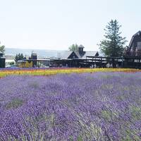	 2021年7月北海道３泊４日のその３　美瑛の青い池と富良野で満開のラベンダーとお花畑を満喫