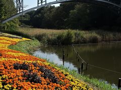 ふなばしアンデルセン公園-3　太陽の橋～ワンパク王国Zone　☆球根ベゴニアなど-花ざかり