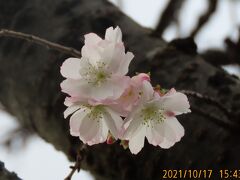 その後の冬桜