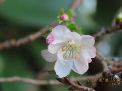 その後の十月桜