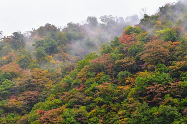 ないだて！秋の山形さ行ぐだ - 中編