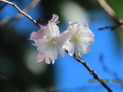 美しかった十月桜