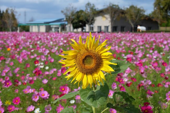 10月の声を聴くと「コスモス咲いたかな？」と気になってしまう。。。<br />10月上旬の土日は用事があり行けず。小野市のひまわりの丘公園はちょっと遅かったはず。HPで確認すると20日頃から11月上旬が見頃との事。<br />週末は絶対に多くの人でにぎわうと予測して、今日午前中に用事を済ませて午後からひまわりの丘公園へ行ってきました。正しく見頃でした。<br />短時間でしたが、秋風に吹かれてふわふわと軽やかにそよぐ可憐なコスモスに癒されました。<br /><br />10月20日で80%の開花との事。週末には満開になって綺麗だと思います。<br />週末は人が多いので、平日に行ける方は強く平日に行くことをお勧めします。