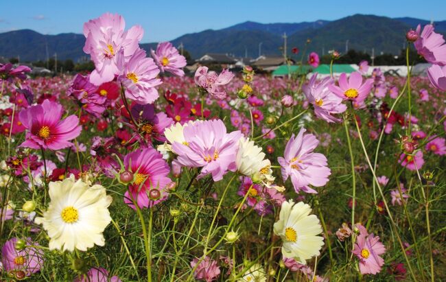 毎年恒例になっている亀岡の夢コスモス園行き。<br />コロナにも影響されない宏大な農地なので、この時期の唯一安心して楽しめる訪問先になりました。<br />夢コスモス園さんのFBに、10日の開花情報が載ってて、そこからお天気の推移を考えながら、晴天の日の満開時期を計算して、本日訪問してきました。<br />帰宅後の夕刻、当該HPにも、15日の真っ青な晴天のコスモス画像がアップされてました♪<br /><br />またいつものように、旅行を順路も含めてバーチャルでどうぞ！