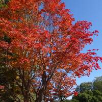 【２泊３日　秋の札幌　ひとり旅】展望と紅葉と初雪の巻　３日目