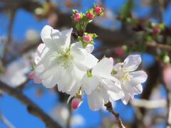 美しく輝いていた冬桜