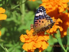 ふじみ野市西鶴ケ岡地区を散策しました・・・マリーゴールドの花で見られた蝶