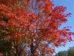 【２泊３日　秋の札幌　ひとり旅】展望と紅葉と初雪の巻　３日目