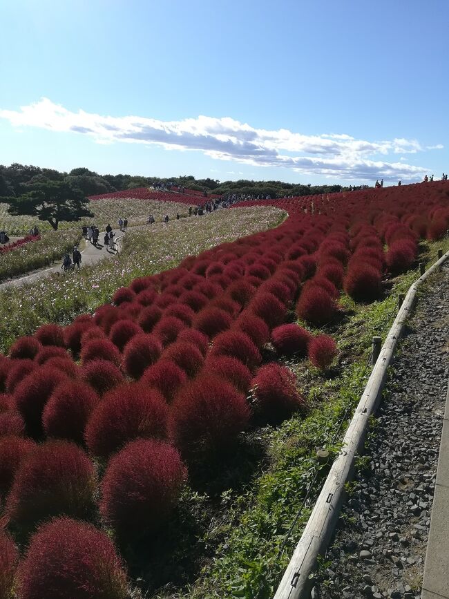 海外では国によっては新型コロナウイルス感染再拡大の国もあるようですが日本は急激に新規感染者数も落ちてきています。<br />落ちてきているものの第６波を懸念する声やインフルエンザとの同時流行を懸念する声が既に聞こえてきますが、、、。<br />このまま消えてしまえ!というのが個人的感想ですがそうは甘くないのでしょうか(&gt;_&lt;)<br />まあとにもかくにも緊急事態宣言も全国的に解除されました。<br />そうだ!コキアを見に行こう!<br />ということで見たことがない紅葉コキアを見に行って来ました。