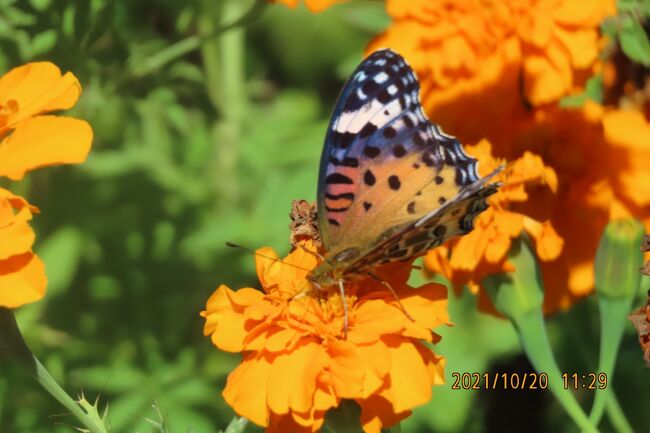10月20日、午前10時50分過ぎにふじみ野市西鶴ケ岡地区にあるビバホーム横の通りの花壇付近を散策しました。　この日の気温は20℃くらいあって晴天でした。　花壇にあったキバナコスモスの花は取り除かれていたために、蝶は見られないと思っていましたが、今迄蝶はほとんど見られなかったマリーゴールドの花にキタテハ、ツマグロヒョウモン♂♀、モンシロチョウが見られました。<br /><br /><br />*写真はツマグロヒョウモンの♀