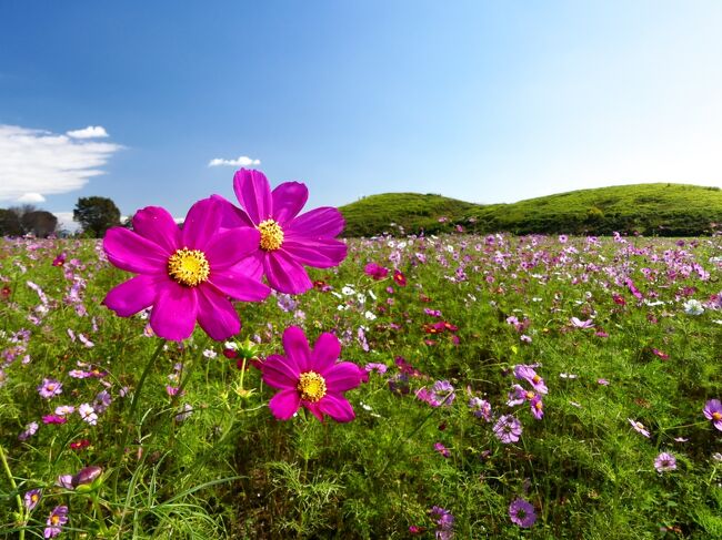 群馬県高崎市の「上毛野はにわの里公園」へ、コスモスを見に行きました。「二子山古墳」のまわり、二重の濠に植栽された沢山のコスモスは、萎れ散り始めた花も多く、見頃は過ぎていました。<br /><br />「上毛野はにわの里公園」には「二子山古墳」の他に、「八幡塚古墳」と「薬師塚古墳」、発掘調査結果や出土品を展示する「かみつけの里博物館」があります。「二子山古墳」は他にも複数あるので、ここは「井出二子山古墳」と呼んで区別しています。