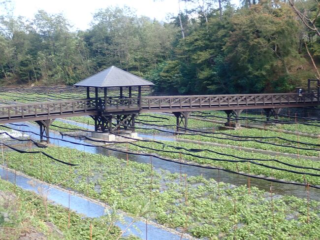 　わさび田を出発すれば長野道で塩尻駅へ戻ります。<br />　わさび田っていうから段々になったわさび田をイメ－ジしていましたが、流石「大王」というだけの規模のわさび田でした。<br />　「大王わさび農場」が正式名称です。<br />　わさび田を巡るコ－スが2つありますのが、どちらもゆっくり見学できます。<br />　正面入り口を入ると石の大きなわさびのオブジェが有ります。<br />　この辺りには生わさびやわさび漬け等わさび製品が沢山売って有ります。<br />　夏にはわさびソフトクリームが人気だそうです。<br />　食堂でも生わさびを使った定食などが有るのでご賞味あれ。<br /><br />　ここを起点に歩き始めました。<br />　色々な成長段階のわさびが植えられています。<br />　「幸のかけ橋」を渡ると「大王窟」「開運窟」が有り、「大王様の見張り台」が有るので登ってみると大きな丸い白い石が石ころの上に鎮座してます。<br />　大正4年に農閑期の農民たちの手作業で雑木の生い茂る湿地帯を切り開き、掘って堤防を築き、昭和10年に前期が終了したそうです。<br />　昔の人はエライなあ。<br />　今歩いているや小高い丘はその時に掘り出した石や土を積み上げた物です。<br />　ハウスを見ながら登って行くと「湧水のはじまり」と看板が立っています。<br />　この湧水が全てのわさび田に行き届くように、傾斜を考えて作られています。<br />　常に綺麗な水が行き渡りその水は川へと流れていきます。<br />　水温は常にほぼ13度です。<br />　ここは会社組織に成っているので、多くの若い方が働いておられます。<br />　販売所や食堂でも同じです。<br /><br />　大王の名前の謂れは、大和朝廷は東北討伐を進め、安曇野では住民は朝廷軍に貢物を強いられていました。<br />　統治を収めていた「魏石鬼八面王（ぎしきはちめんだいおう）は農民の苦しみをみかね、坂上田村麻呂（さかのうえのたむらまろ）率いる軍と戦いましたが、大王は倒されてしまいました。<br />　朝廷軍は生き返る事を恐れ、体を分けて埋め胴体が埋められたとされる塚が農場内にあったので「大王わさび農場」と名付けられました。<br />　<br />　広い敷地には水車小屋が有ります。<br />　そこは綺麗な川が流れ「バイカモ」が有りました。<br /><br />　ここで今回の旅行の日程は全て終了しました。<br />　後はしなの16号に乗り、名古屋で新幹線に乗って解散となりました。<br /><br />　実はわさび田に居るときに添乗員さんの電話にホテルから電話があり、私の泊まっていた部屋のベットの足元に掛けてあった赤いスロ－プが無いとの電話です。<br />　間違って荷物に紛れていないかの確認の電話です。<br />　私はびっくりして気が動転しましたが、女性の方に荷物の中を検めて貰いました。<br />　もちろん出てきませんでしたが、こんな経験はなかったので「ああ、疑われているんだなあ」って気持ちに成り、折角のの旅行も何かスッキリした気分では無く成りました。<br />　　　<br />　でもホテルの方は「もしかしたら間違って荷物に入れられたかも」って思ってしまいますよね。<br />　疑われているのかもって気持ちを持った私がいけなかったんだと思いました。<br />　何度かホテルのMAMAさんとメ－ルのやり取りをして、旅行で井彩名気持ちにさせてしまって「ごめんなさいね」って書いて有りましたが疑われているかもしないですね。<br />　帰って掃除に入られて日に写真を撮っていたんです（初日に撮ってなかったので）、この写真を送ったらと言うと「わざと隠して写真を撮ったと思われるよ」って。<br />　ああ、そういう解釈も出来るんだといい歳のおばさんはビックリでした。<br />　でもホテルでは１枚見つかってないそうです。<br />　なんか嫌な気持ちが残ってしまいました。<br />　初めからトラブったのが最後には自分だけでは済まないトラブルでした。<br /><br /><br />　入り口からはアルプスの山々がくっきりと見えます。<br />　気持ちを切り替えるには持って来いの場所でした。<br /><br />　これから塩尻から「しなの16号」に乗車して、一路新大阪へと帰ります。<br /><br />　これからもコロナが収まってくれれば良いですね！<br /><br />　