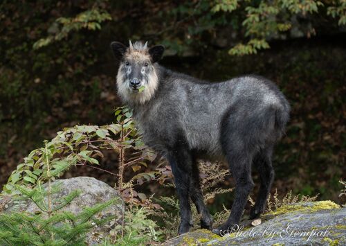 栃木県の秘境、奥鬼怒温泉郷へ』奥鬼怒温泉郷(栃木県)の旅行記・ブログ by 玄白さん【フォートラベル】