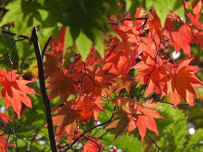 [2021年10月]道央の温泉・グルメ・紅葉の旅 2/3 海の別邸ふる川編