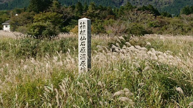 仙石原のススキを見に行った<br />