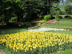 開場すぐの昭和記念公園のチューリップ　2016年のゴールデンウィーク