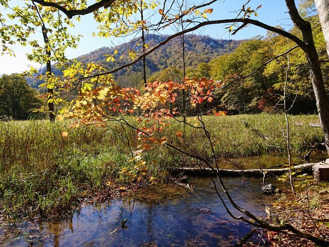 長野の秘境！紅葉の「奥裾花自然園」ハイキングと鬼無里のおやき