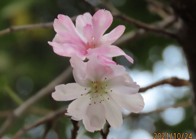 10月24日、午後4時頃にふじみ野市西鶴ケ岡地区にあるビバホーム内にある植え込み中にある十月桜を観察しました。　花の数も増え、美しく咲いていました。<br /><br /><br /><br /><br />*写真は十月桜
