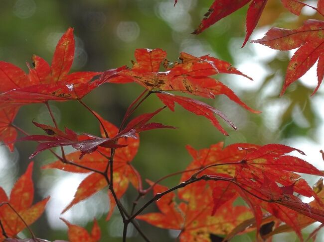 10月17日から4泊5日で北海道（道央）へ。定山渓、虎杖浜、白老と移動。料理が評判の温泉宿、ぬくもりの宿ふる川、海の別邸ふる川、ピリカレラホテルに泊まる温泉＆グルメ旅。移動の合間は紅葉と野鳥観察を楽しみます。