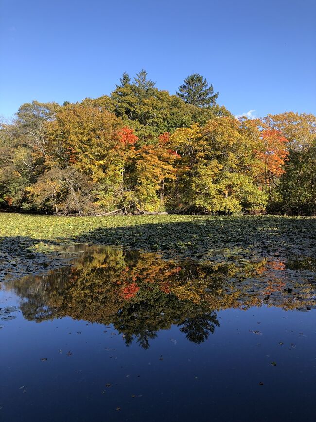 1週間前の土日の札幌&amp;支笏湖、お天気大荒れでしたが、今回の函館&amp;大沼公園はお天気良くちょっと早い紅葉を楽しむことが出来ました♪<br /><br />ホテルの朝食食べ過ぎて、食べたかったものが全部食べられなかったけど、大好きなB級グルメを堪能して参りました^ ^