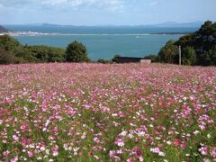 のこのしまアイランドパークでコスモスを愛で、香椎宮に御朱印をもらいに行く