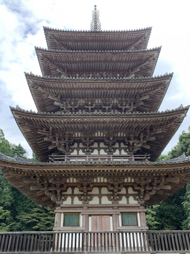 醍醐寺は世界文化遺産に認定されているお寺の一つです。<br />広大な敷地の中に歴史のある建物が数々あり、今回は三宝院の特別拝観に申し込み、醍醐寺のお寺の歴史、文化、お庭の説明など、詳しくお話を伺うことができました。やはり、詳しい説明を聞くと、記憶に深く残ります。<br />専門の方のお話はどんな時も興味深く、楽しいです。<br />心に染み入る時間でした。<br /><br />醍醐寺は８７４年の創建、空海の孫弟子の聖宝が開山。<br />修行の場を求めていた聖宝が笠取山に沸く水を美味しそうに飲む地主神と出会い開いたのが醍醐寺といわれています。<br />醍醐味とは最上の味のことです。<br />笠取山山頂を醍醐山として、山頂一帯を上醍醐として、<br />また醍醐天皇の庇護もあり、下醍醐には広大な平地に金堂などの大伽藍が広がりました。応仁の乱などで荒廃し、五重塔だけが残る時代もありましたが、豊臣秀吉によって醍醐の花見が催されると伽藍が再興されます。<br />１５９８年には「醍醐の花見」が行われ、豊臣秀頼の時代にも多くの再建などが行われ、明治の廃仏毀釈でも醍醐寺の寺宝は一紙に至るまで流出することがなく、大切に守られ、国宝は６９，４２０点、重要文化財も６，５２１<br />点に至るそうです。お寺の中でも国宝は群を抜いています。<br /><br />２００万坪という広大な敷地で堂々としていつつ、とてもオープンで清々しい気持ちになるお寺でした。<br /><br />昨日テレビでも放映されていて、夜の醍醐寺の様子が素敵でした。<br />