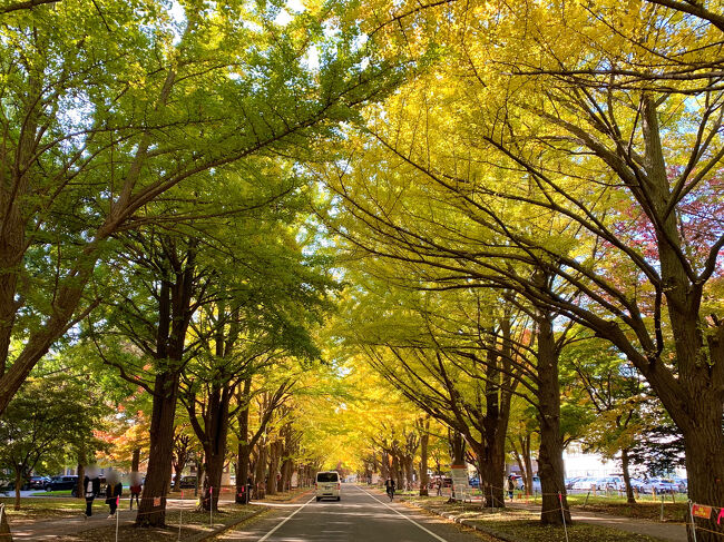 今回のどこかにマイルは、宮崎・大分・高松・札幌の中から札幌に決定☆<br />日帰りで秋の札幌を散策してきました(^^♪