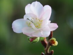 その後の十月桜