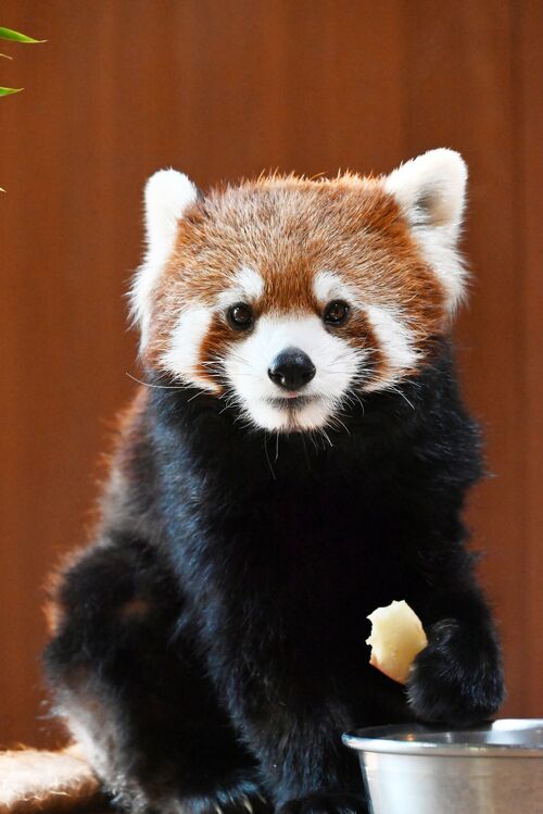 レッサーパンダはかわゆい !!! 赤ちゃん見られず、長野市茶臼山動物園