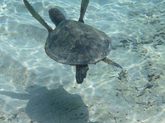 バニラエアのセールでだいぶ前から予約をしていた奄美大島<br />（　ちなみに・・・　行き　１９９９円　帰り９９９円にてGET！！　手数料除く）<br /><br />加計呂麻島の海が素晴らしすぎて　もう一度行きたいと念願の再訪の奄美大島<br /><br />緊急事態宣言が解除され<br />飛行機は行き、ほぼ満席！！<br />帰りは満席！！<br /><br />以前と違う光景は<br />高齢者の旅行者、グループ旅行、ご夫婦、団体旅行などが断然増えてきた！！<br /><br />皆、ワクチンを終え、感染者が減少している安心感から<br />今まで機内は誰もおしゃべりをせずに静まり返っていたのが<br />ワイワイ、ガヤガヤ・・・　完全コロナ前に戻っている<br />（　本当にコロナウィルスが消えてくれたら嬉しい　）<br /><br />航空券が安く抑えられ、バスで移動の旅<br />トータル　一週間アクティビティ、食事代も含めて　１１万円の旅行記<br />工夫をすれば節約をしてたっぷり旅行を楽しめる<br /><br />もちろん感染対策はしっかりと・・・