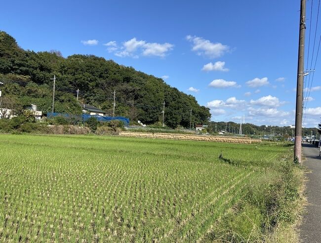 オリンピックのせいで祝日が移動したけれど、夫の仕事は旧カレンダー通りお休みだったので、それなら寺家ひらさわの平日ランチに行こうと思ったらなんと月曜定休・・<br />でもせっかくお天気もいいので寺家ふるさと村に行ってみることにしました。<br />無料駐車場に車を停めて、四季の家へ。併設のレストラン【寺家之鰻寮】でランチ。<br />その後寺家ふるさと村を散策しました。寺家ふるさとの森には行きそびれましたが、お天気に恵まれた秋の午後、のんびり過ごしてきました。<br /><br />※寺家(じけ)って何？というのが最初に興味を持ったところですが、この辺りの地名でした。そして、横浜みどりアップ計画でウェルカムセンターの施設が整備されたところの一つでした。<br /><br />