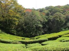 深まる秋を求めて県民の森へ（２）