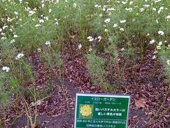 木曽三川公園のコスモス2021