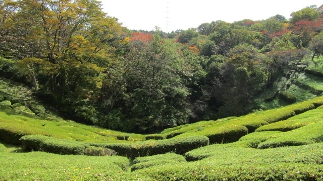 深まる秋を求めて、あひるつばさは県民の森に出かけてきました。<br /><br />この県民の森ですが、明治100年の記念事業として1969年（昭和44年）に開園しました。山にあることから、春には新緑。秋には紅葉が楽しめます。また、森の中には散策路もあるので、ちょっとしたトレッキング気分も満喫できます。訪れたのは10月下旬と若干紅葉も始まっていました。<br /><br />中央記念館で展示物を見た後、あひるのつばさは、写真を撮影しながら、散策路を歩くことにしました。ところで、県民の森で見られるはずの鳥さんたちには一羽も出会えず。唯一姿を見せてくれたのがハシブトガラスさんのみでした。<br /><br />ちなみに、この県民の森への交通手段はかなり不便です。市営バスだとJR岩切駅行きに乗り、今市橋のバス停で下車。急な坂を上り徒歩30分かかります。また、宮城交通バスだと鶴が丘ニュータウン行きに乗り、県民の森鶴が丘口下車。そこから遊歩道を20分ほど歩くことなります。<br />