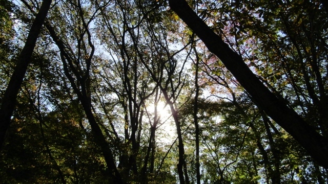 深まる秋を求めて、あひるつばさは県民の森に出かけてきました。<br /><br />この県民の森ですが、明治100年の記念事業として1969年（昭和44年）に開園しました。山にあることから、春には新緑。秋には紅葉が楽しめます。また、森の中には散策路もあるので、ちょっとしたトレッキング気分も満喫できます。訪れたのは10月下旬と若干紅葉も始まっていました。<br /><br />快晴の秋空。見上げると澄み切った青空から降り注ぐ太陽の光が心地よかったです。木の幹から上に向かって撮影していると、木のエネルギーも感じました。<br /><br />降りてきた散策路をまた登って戻りました。10月下旬なので、まだすべての木々が紅葉していませんでした。しかし、緑と赤、黄色の色どりを見ながら、一時の喧噪を忘れられました。<br /><br />ちなみに、この県民の森への交通手段はかなり不便です。市営バスだとJR岩切駅行きに乗り、今市橋のバス停で下車。急な坂を上り徒歩30分かかります。また、宮城交通バスだと鶴が丘ニュータウン行きに乗り、県民の森鶴が丘口下車。そこから遊歩道を20分ほど歩くことなります。