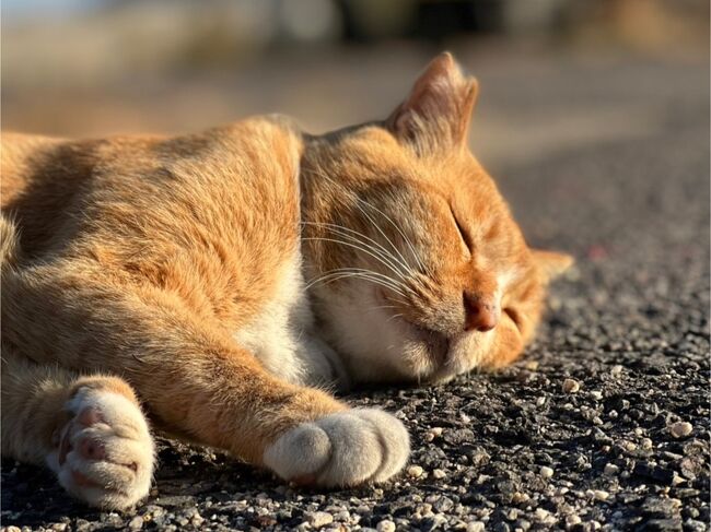 今年も遅い夏の旅行、いつものように一年前からマイル特典旅行で台北を予約していましたがコロナ禍で行けず(>_<)<br />そうなると国内しかないワケで、じゃあどこに行こうか?<br />去年はYouTubeなどを参考にして徳島へ行ってみましたが、今回は猫島にでも行ってみたいな~と思い検索。<br />国内には数ヶ所猫島がありますが、以前から香川のうどんも食べたいと思っていたことから、猫島があってうどんも食べれることから香川に決定!<br />2泊の予定でいましたが調べてみると香川は魅力的な場所がたくさんあって2泊じゃ足りなそうだよ~<br />それじゃあ3泊で行きましょう(゚∀゚)<br /><br />香川一日目、猫島の男木島へ行きます!